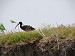 5-Monte de los umbues-ibis